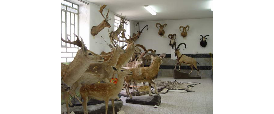 The Wildlife Museum of Khorramabad