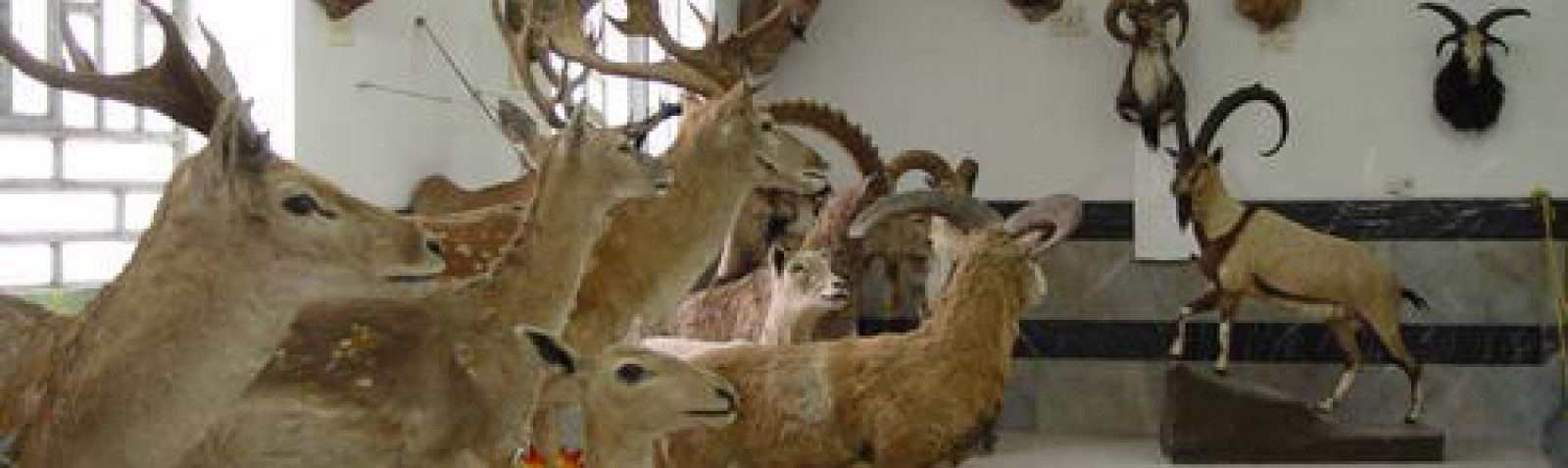 The Wildlife Museum of Khorramabad