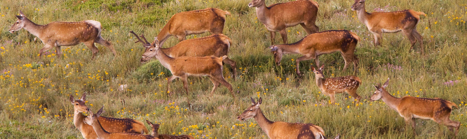 Persian Fallow Deer