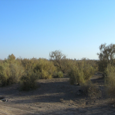 Tagh Forest