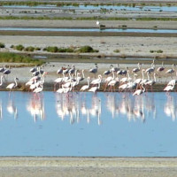 Laguna de Gav-Khooni