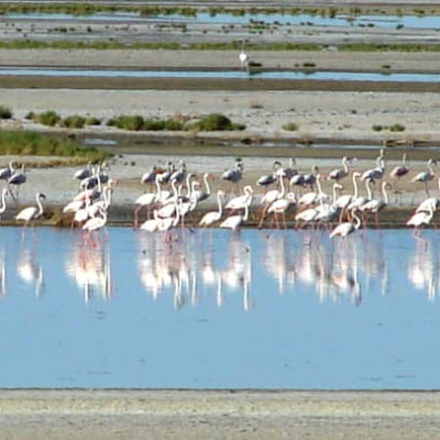 Gavkhuni Wetland