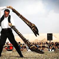 بیل گردانی