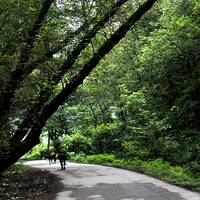 Bosque de Gisoom