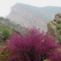 تنگه ارغوان
