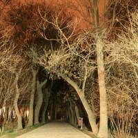 Shokat Abad Garden