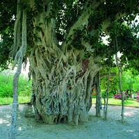 Sacred Fig