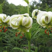 Lilium ledebourii (Sousan-e Chehel Cheraagh) 