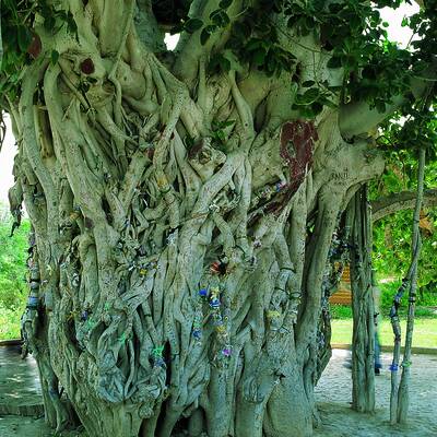 Sacred Fig