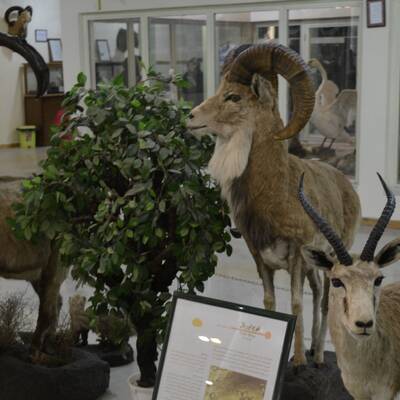 Natural History Museum (Ardabil)