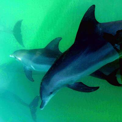 Kish Dolphin Park