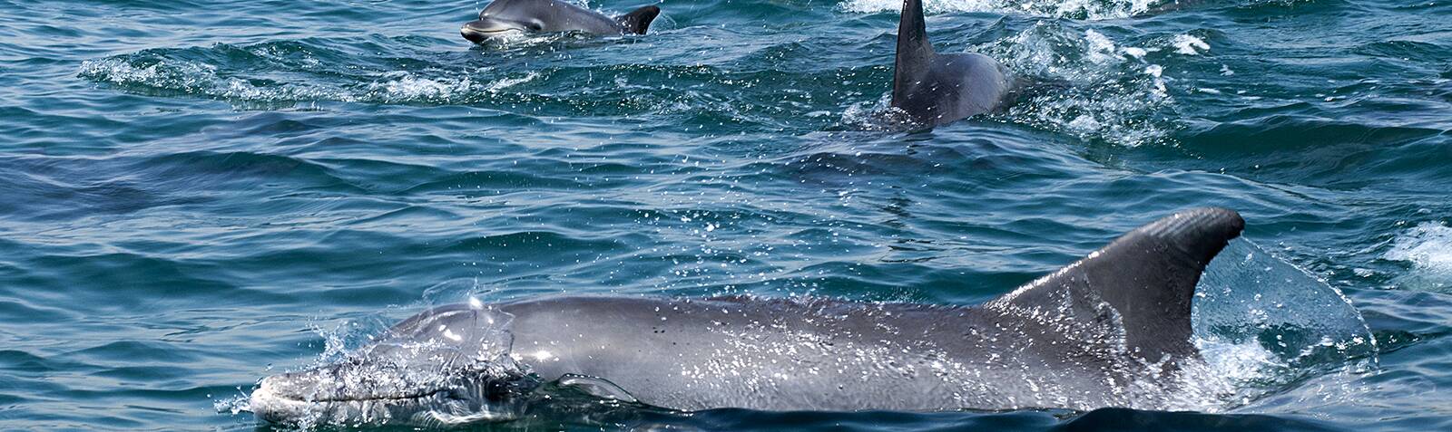 Bay of Dolphins