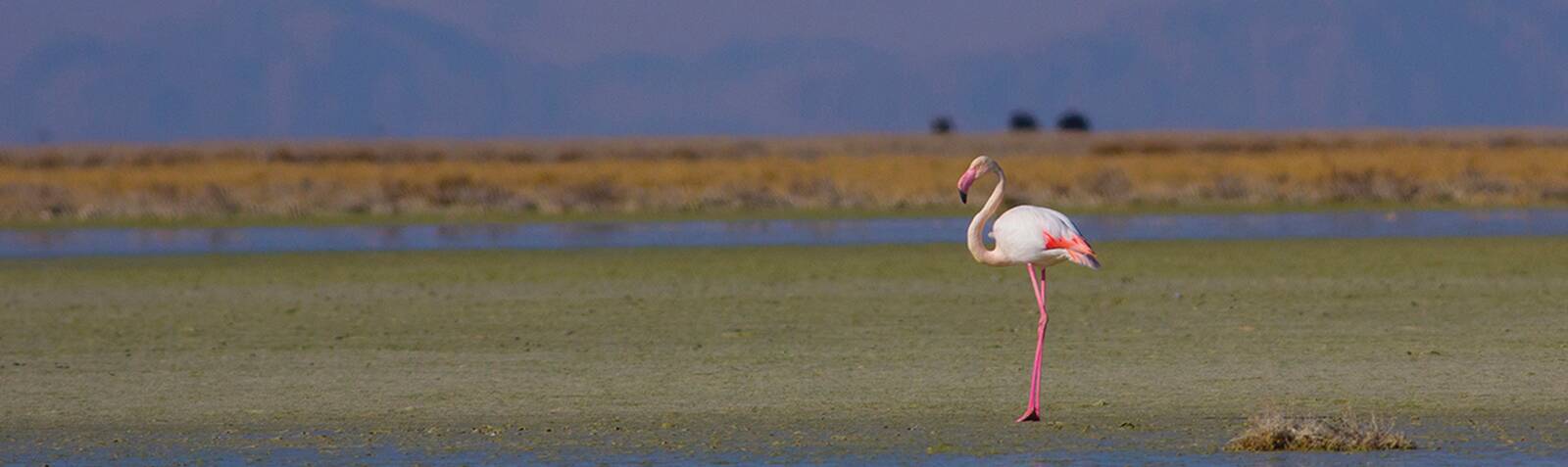 Maharloo Lake