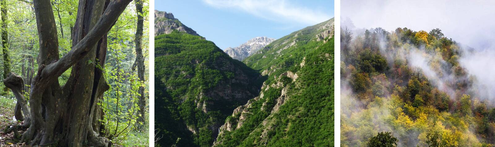 Гирканские леса