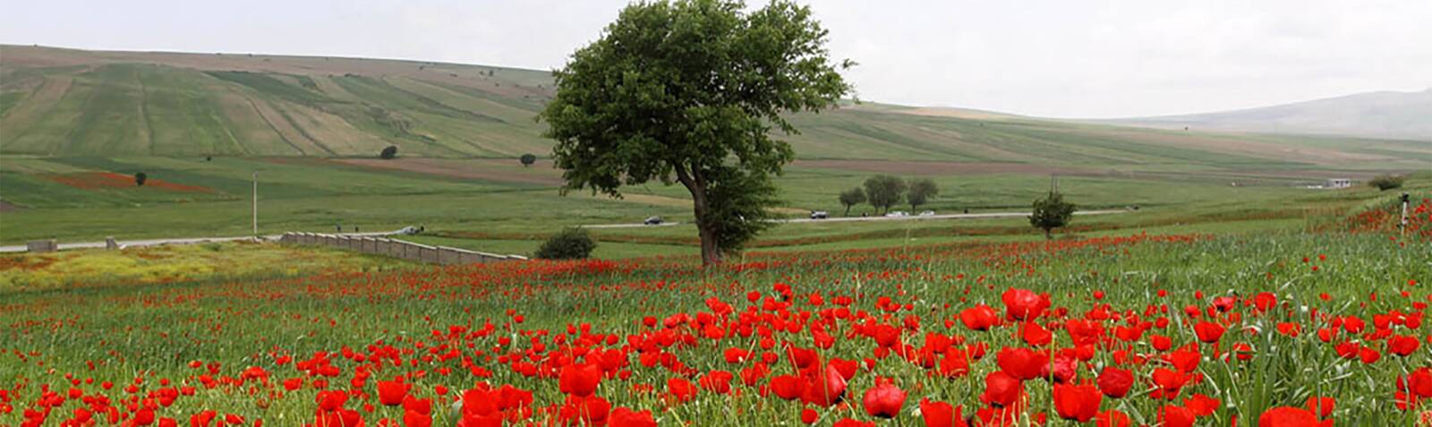 Kalpoosh Plain