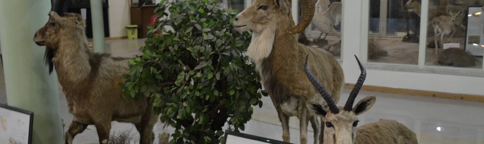 Natural History Museum (Ardabil)