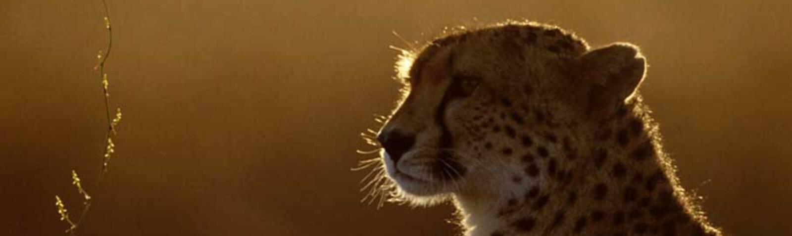 Iranian Cheetah