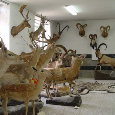 The Wildlife Museum of Khorramabad