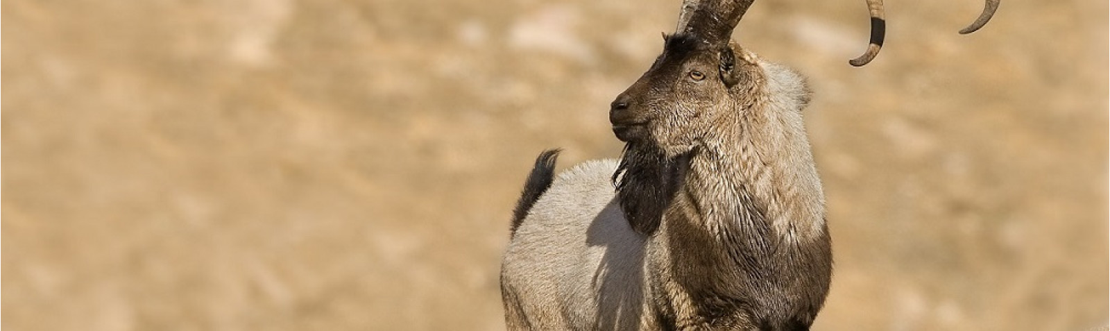 Persian-Wild-Goat