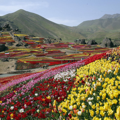 Kondor Tulip Garden in Karaj