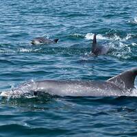 Bahía de los Delfines