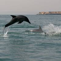 رقص دلفین ها