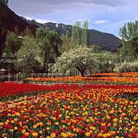 Jardín de tulipanes de Gachsar
