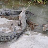 Marsh crocodile (Gando)