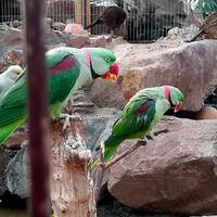 باغ پرندگان تهران 