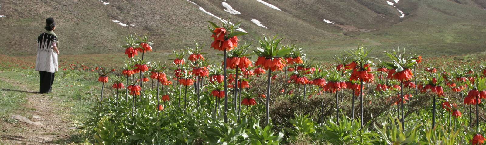 Llanura de tulipanes volcados