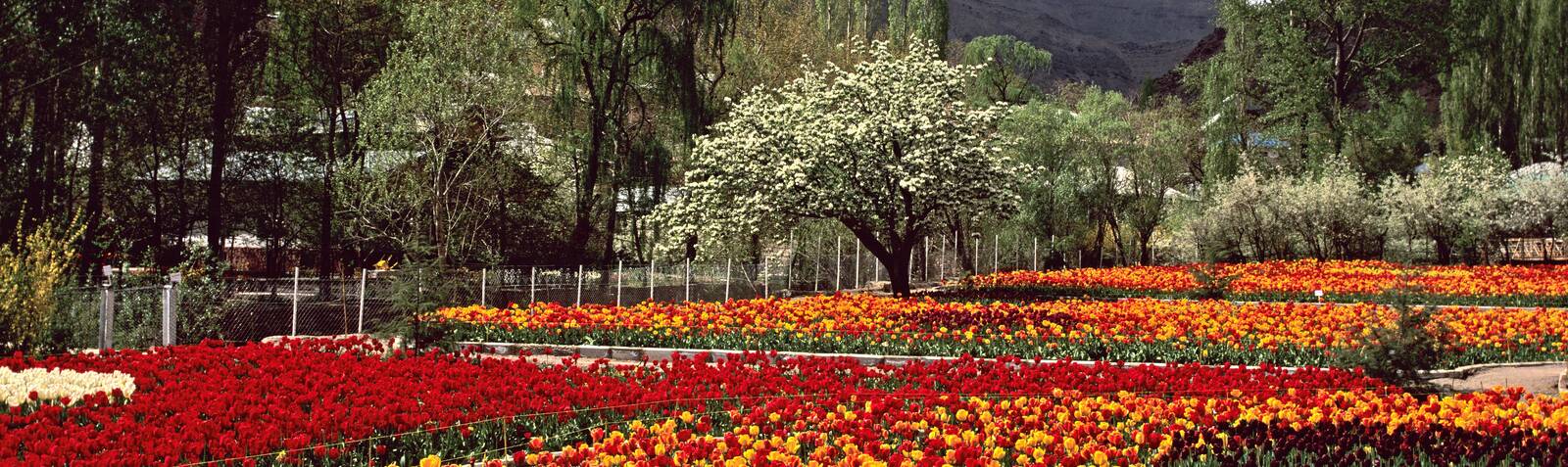 Jardín de tulipanes de Gachsar