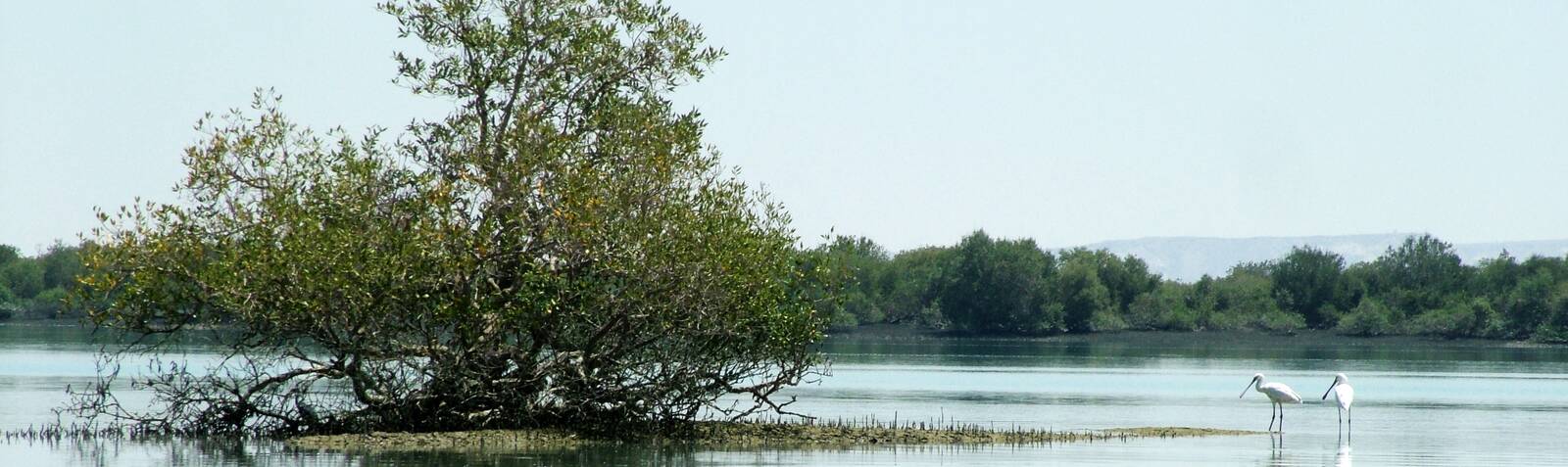 Bosque de Hara (manglares) de Qeshm