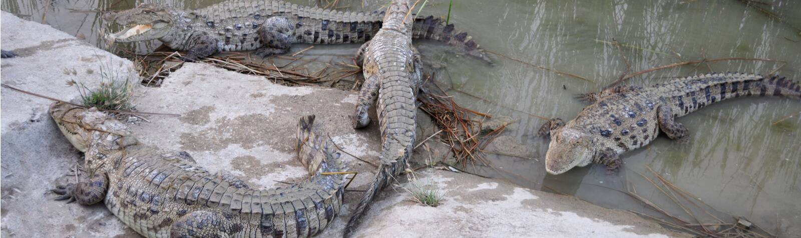 Marsh crocodile (Gando)